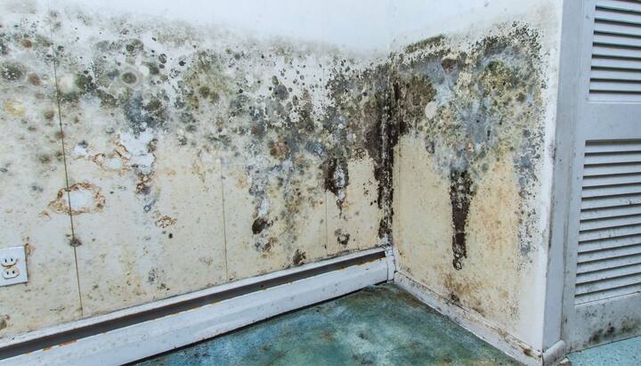 Mold-Damager-Odor-Control in San Jose